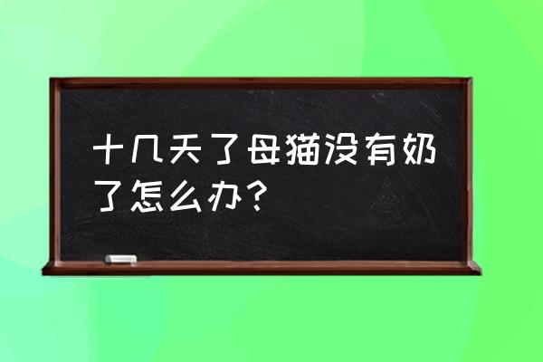 小猫刚出生找不到奶吃怎么办 十几天了母猫没有奶了怎么办? 小猫刚出生找不到奶吃怎么办 十几天了母猫没有奶了怎么办?