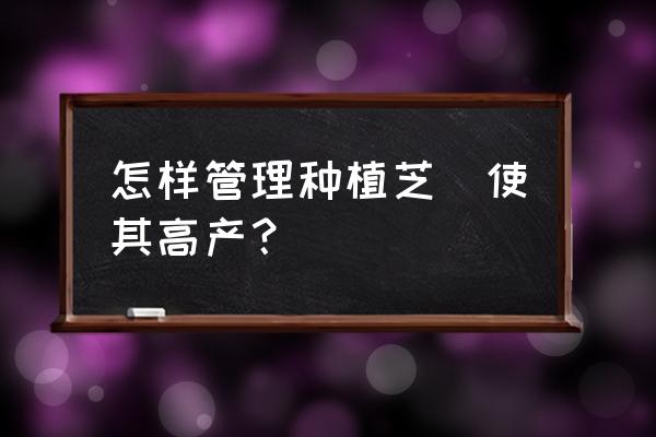芝麻补苗的正确方法 怎样管理种植芝蔴使其高产? 芝麻补苗的正确方法 怎样管理种植芝蔴使其高产?