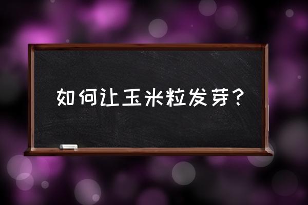 玉米种子催芽最快方法 如何让玉米粒发芽? 玉米种子催芽最快方法 如何让玉米粒发芽?