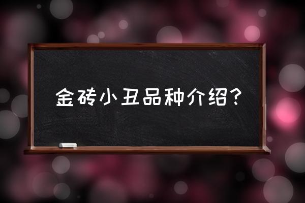 个人繁殖小丑鱼的经验分享 金砖小丑品种介绍? 个人繁殖小丑鱼的经验分享 金砖小丑品种介绍?
