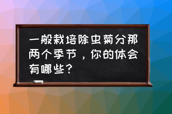 除虫菊栽培教程 一般栽培除虫菊分那两个季节,你的体会有哪些? 除虫菊栽培教程 一般栽培除虫菊分那两个季节,你的体会有哪些?