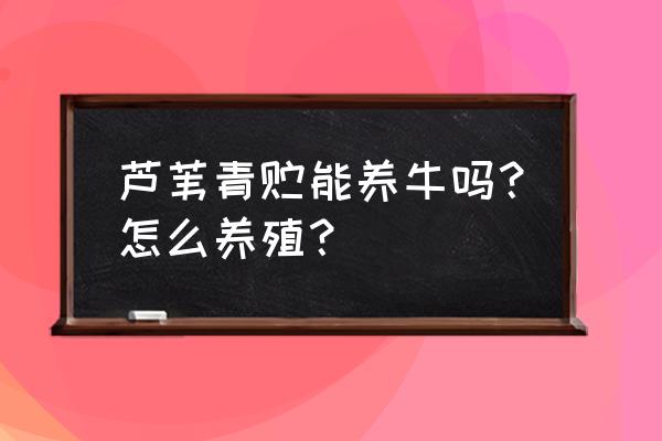 喂鹅新鲜牧草好还是青储牧草好 芦苇青贮能养牛吗?怎么养殖? 喂鹅新鲜牧草好还是青储牧草好 芦苇青贮能养牛吗?怎么养殖?