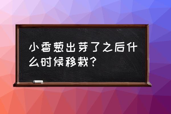 栽小葱苗的正确方法 小香葱出芽了之后什么时候移栽? 栽小葱苗的正确方法 小香葱出芽了之后什么时候移栽?