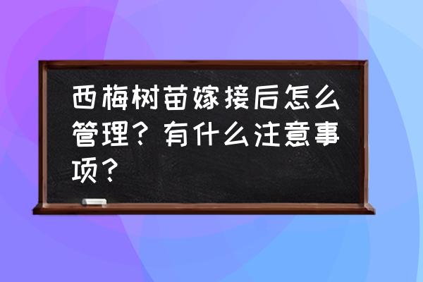 正宗的西梅是什么样的 西梅树苗嫁接后怎么管理?有什么注意事项? 正宗的西梅是什么样的 西梅树苗嫁接后怎么管理?有什么注意事项?
